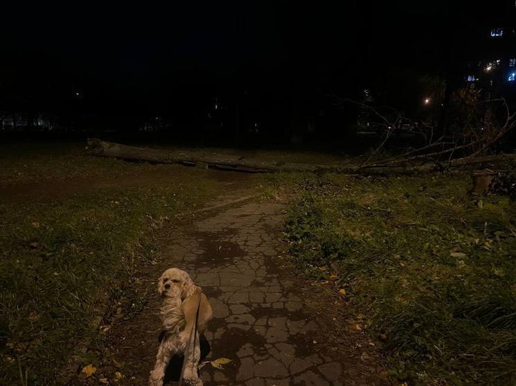 В Твери парк остался без света из-за упавшего дерева