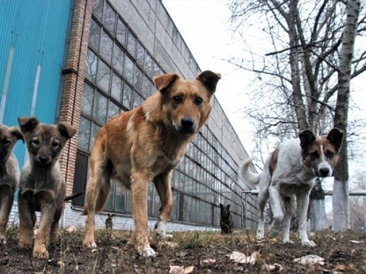 Это существенно меньше, чем годом ранее, но жителей Каспийского региона не радует такая положительная динамика. Они ностальгируют по советским временам, когда численность бесхозных псов на улицах строго контролировалась, а их нападения на людей вообще были случаями из ряда вон выходящими. С астраханцами сложно не согласиться: ведь для каждого конкретного человека, а тем более для ребенка, даже легкий укус животного может стать настоящим шоком.