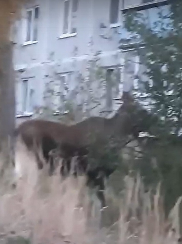 В Тверской области лоси устроили пастбище возле дома