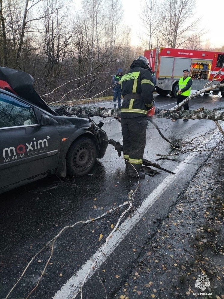 В Орловской области сильный ветер повалил несколько деревьев