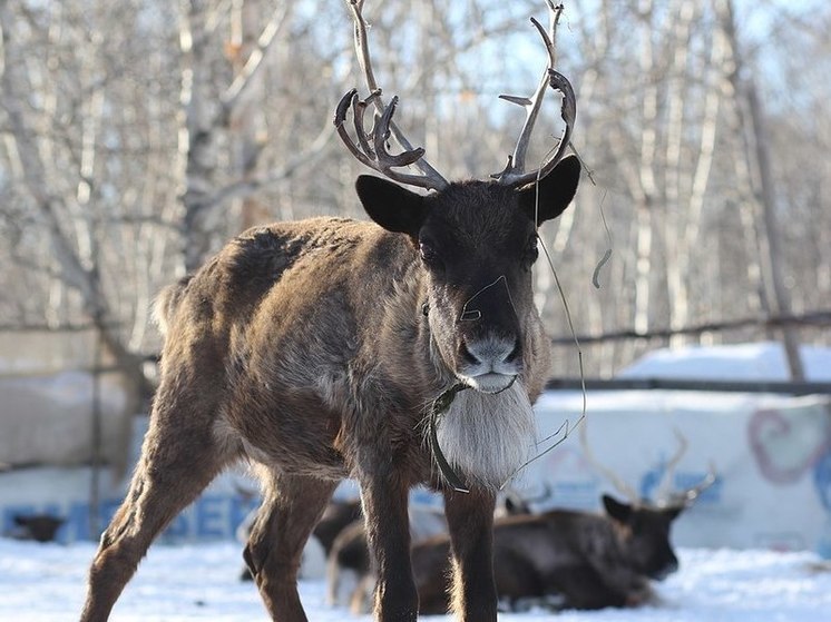 В Якутии ввели режим ЧС из-за уводящих домашний скот диких оленей