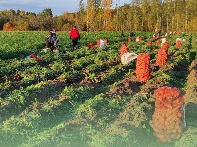 В Шенкурском округе подвели итоги уборочной компании