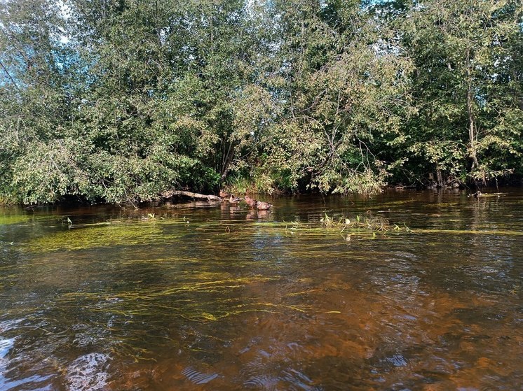 В сбросе опасных сточных вод в реку Талку уличила водоканал прокуратура