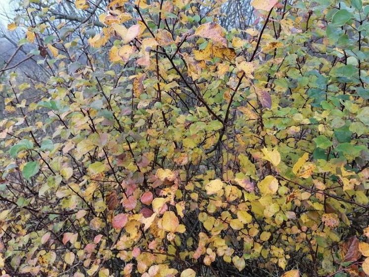 Очередной циклон испортит погоду в День народного единства