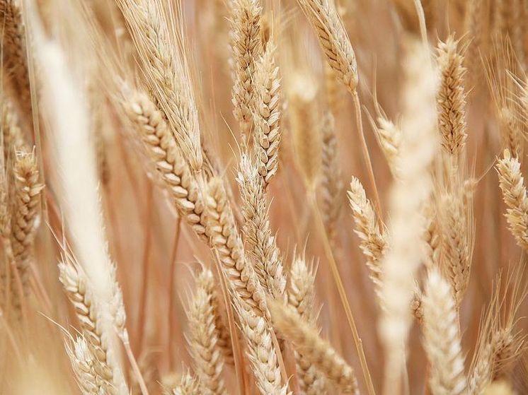 ИКАР: в России в 2025 году могут собрать около 130 млн тонн зерна