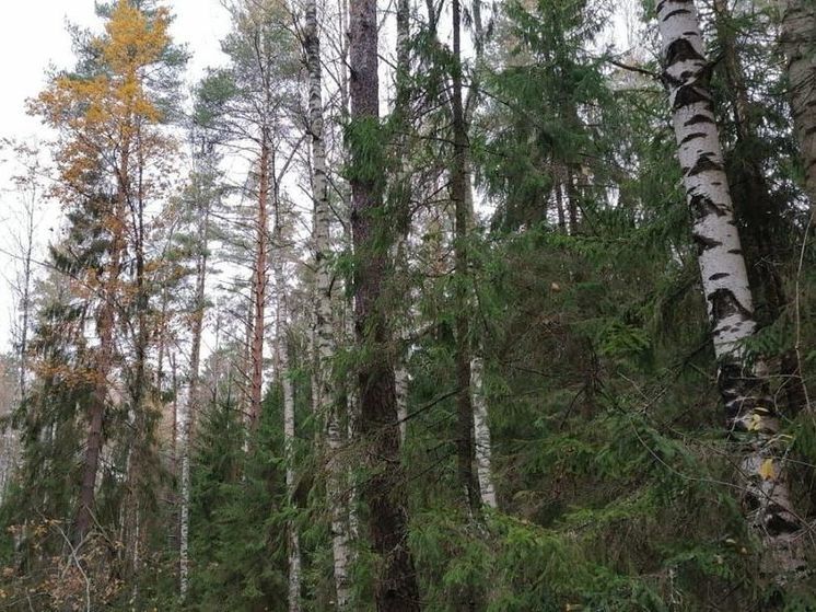 Энтузиасты  рассказали, какие грибы можно найти в ноябре