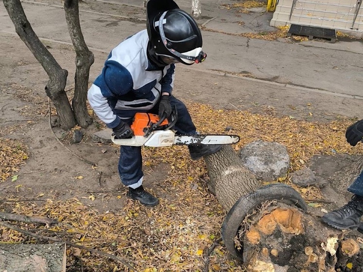 В Ростове за сутки сильный ветер повалил 64 дерева