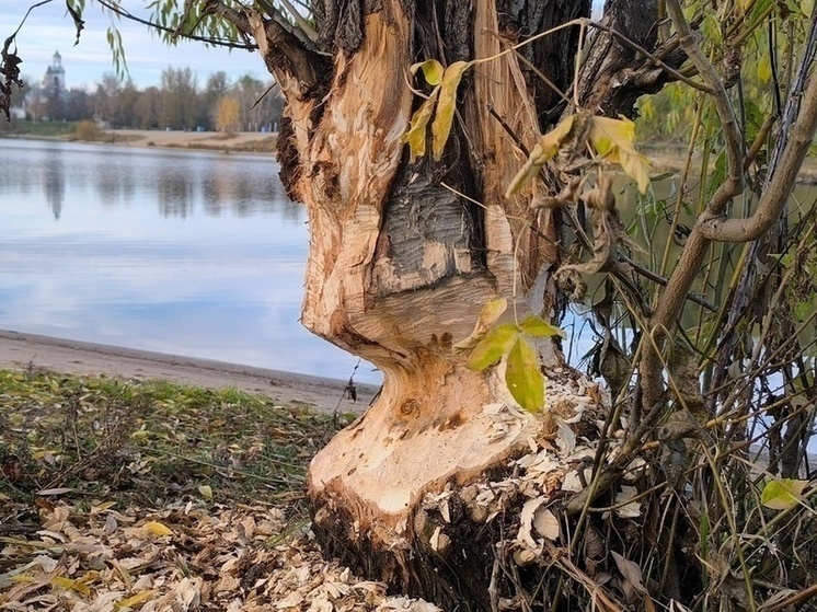 Костромичи нашли места, где вовсю хозяйничают бобры