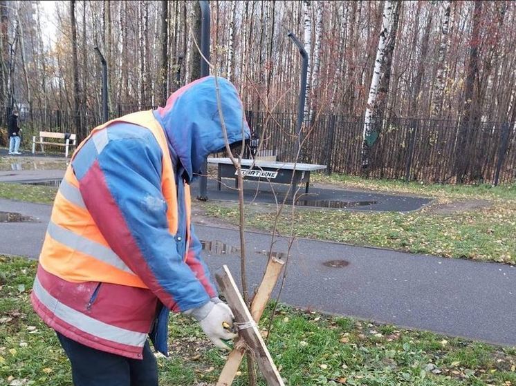 До конца ноября в Кудрово высадят 400 кустарников и 14 деревьев