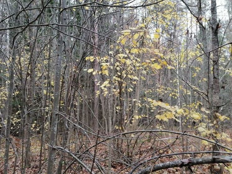 Житель Подмосковья закопал тело приятеля в лесу ради его наследства