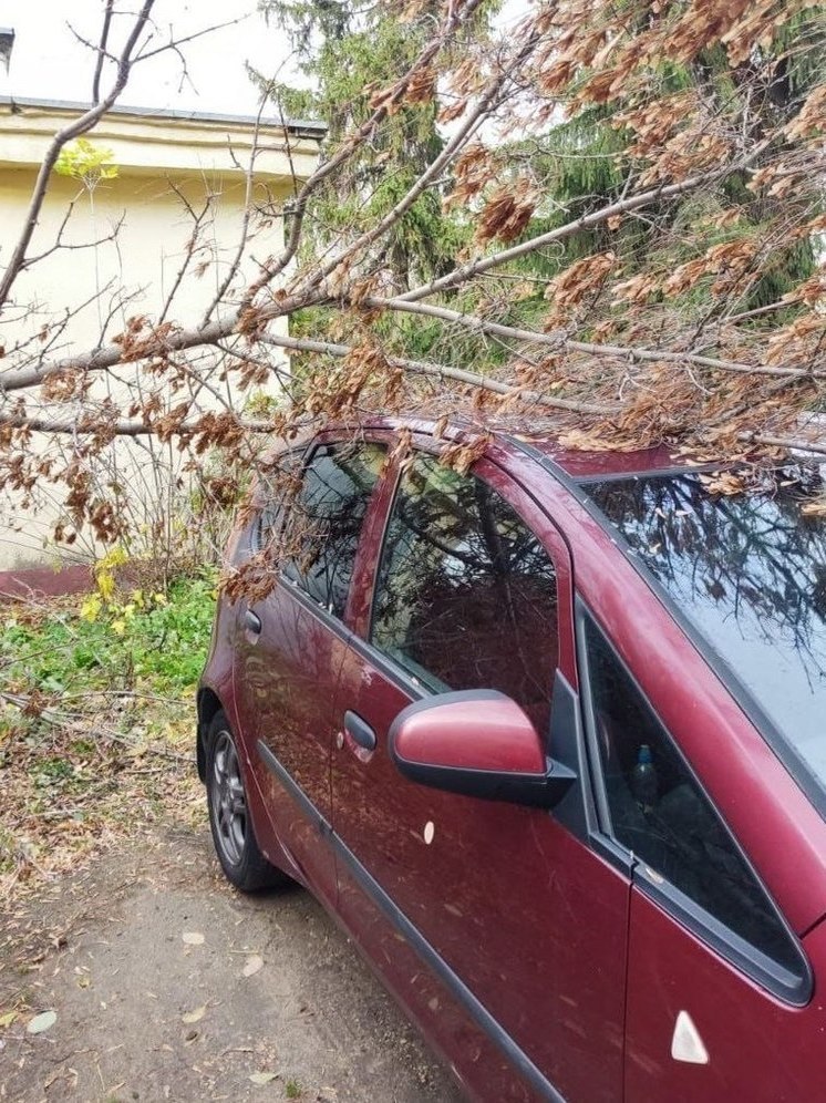 Мэрия Липецка посчитала рухнувшие на авто деревья из-за штормового ветра