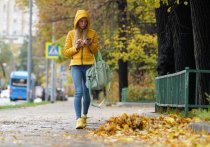 «Отслужившие» листья важны для поддержания плодородия почвы
