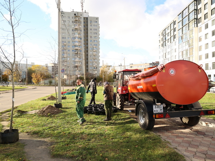 В Калининграде на Батальной высадили 20 деревьев