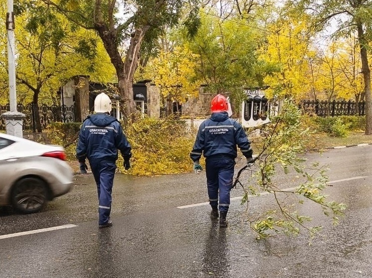 Во время урагана более 40 деревьев и веток обрушилось в Таганроге