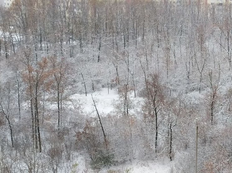 В День народного единства воронежцы лепили снеговиков, радуясь первому снегу