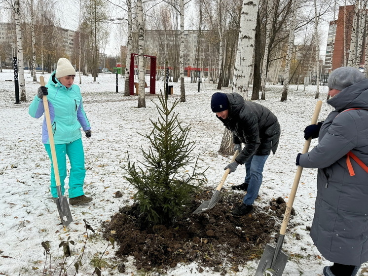 В новом парке Йошкар-Олы посадили 30 елочек