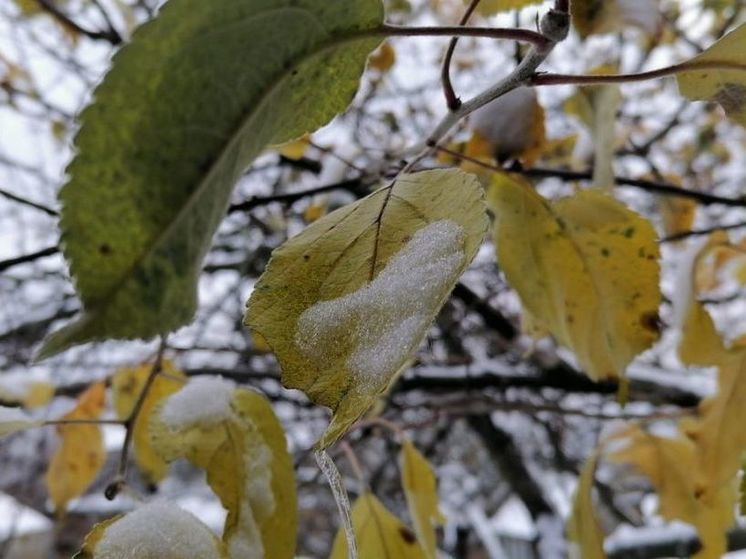 Зима неблизко: в Подмосковье скоро вернется тепло