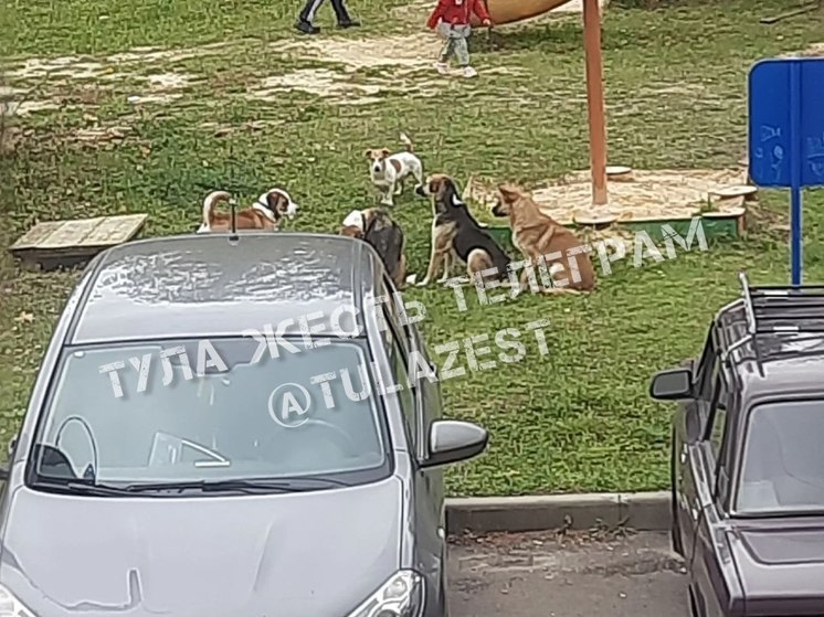 Прокуратура потребовала отловить собак, обосновавшихся на детской площадке в Дубенском районе