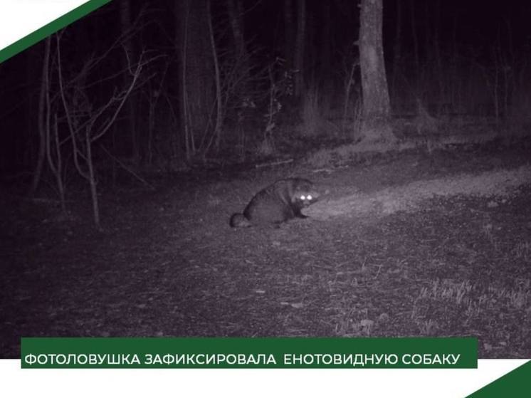 Фотоловушки запечатлели редкое животное в Пензенской области