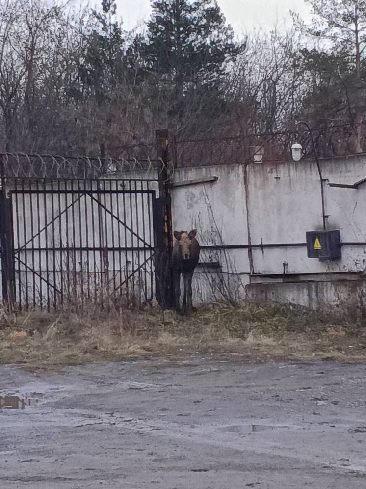 Лосёнок пробрался на автостоянку в Новокузнецке