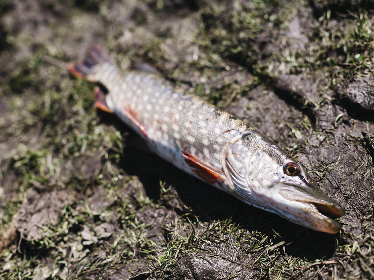 Из-за прорыва дамбы в брянском озере Мельница погибло 3,5 тысячи рыб
