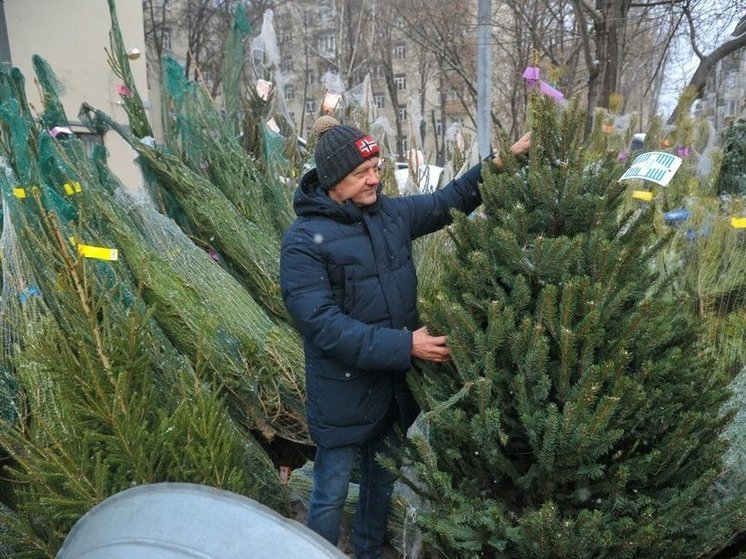 «В принципе, можно и фикус нарядить»