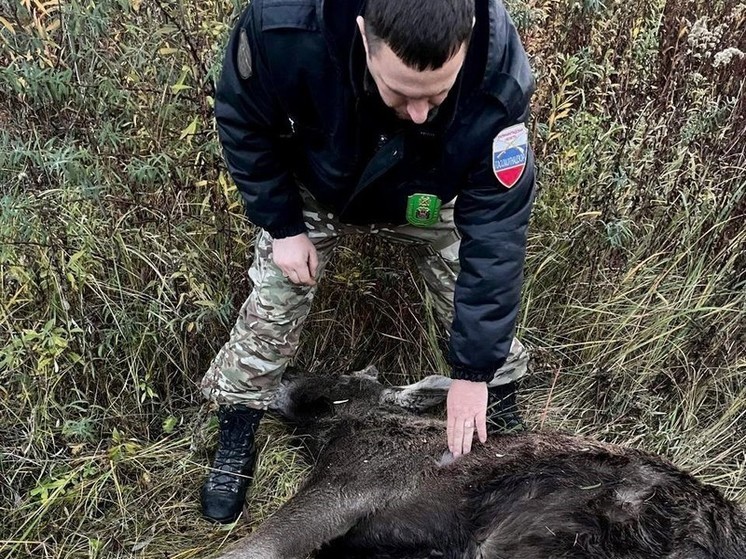 В Калининградской области задержали браконьера, убившего лося