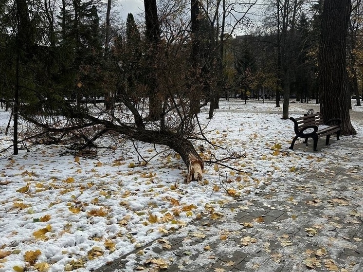 Из-за ненастья в парке «Бородино» в Курске рухнули деревья