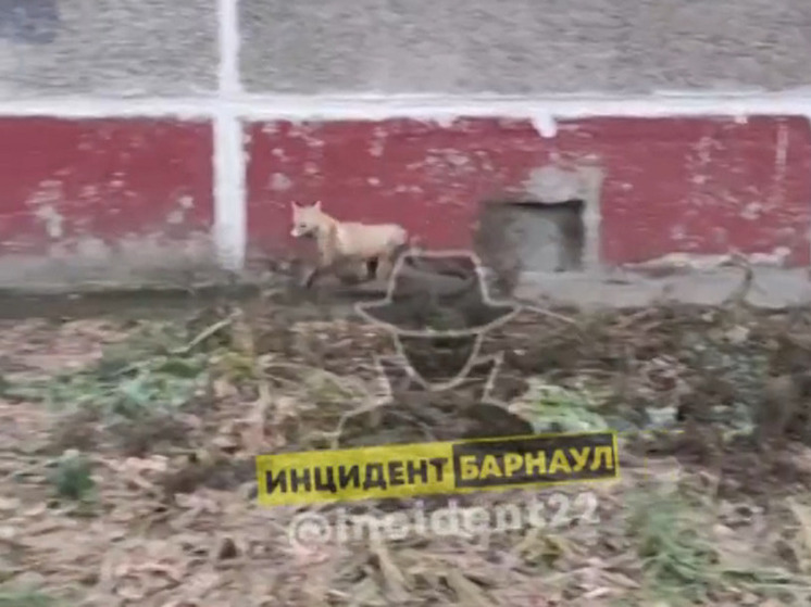 Жители Барнаула заметили бегающих по городу лис