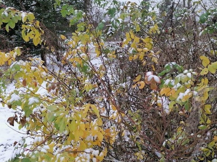 Оттепель начнется вечером в Подмосковье