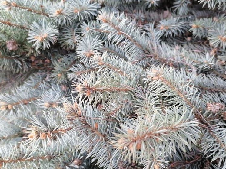 Живые ели и сосны на Новый год подорожают примерно на 10%