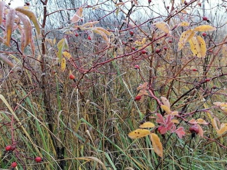 Октябрьское тепло вернется в Подмосковье в выходные
