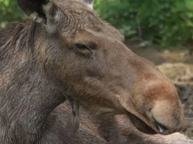 В Богородском округе автомобиль сбил лосиху