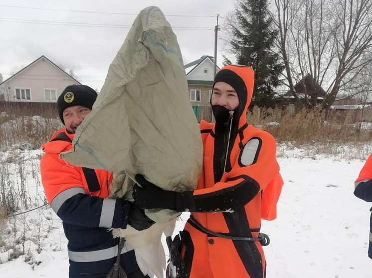 Спасательную операцию по поимке лебедя организовали в Советском районе Марий Эл