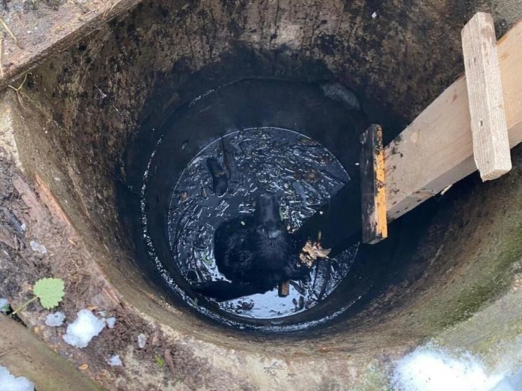 В Подмосковье спасли бездомную собаку, угодившую в колодец