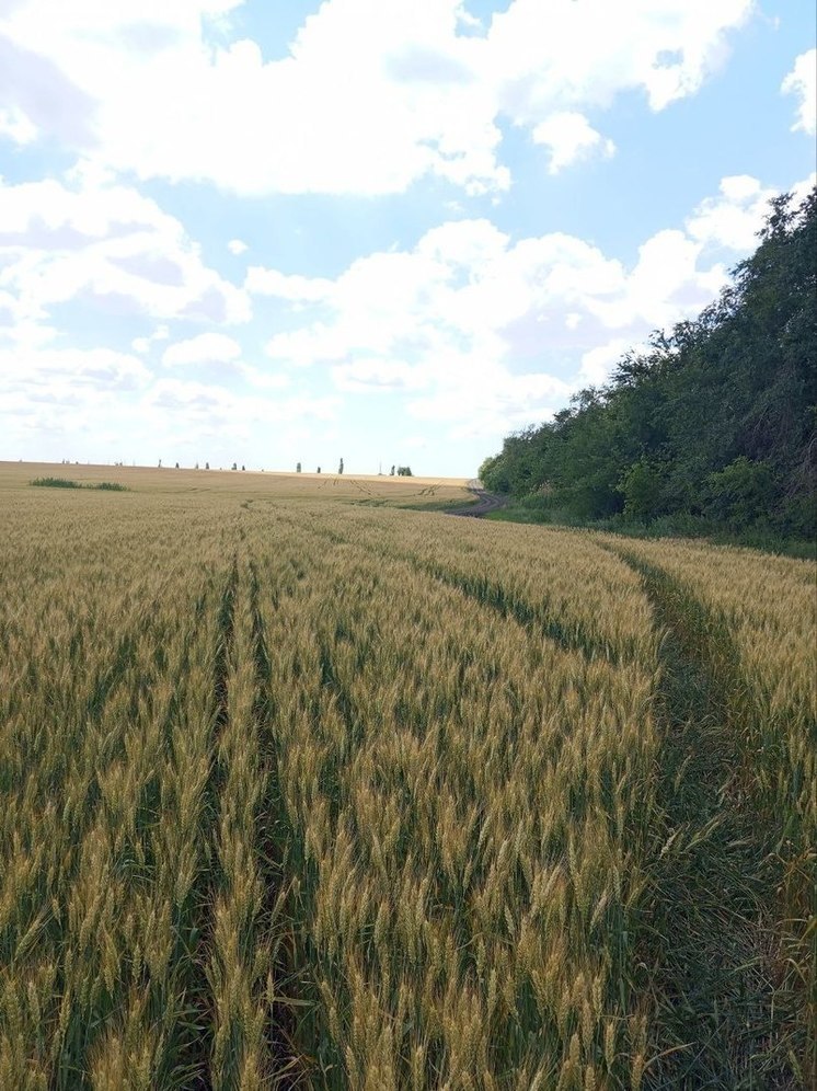 В ЛНР завершается посевная озимых