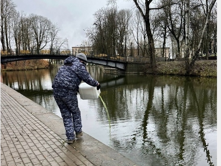 В парковые пруды в Смоленске запустили хлореллу