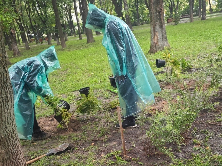 На Вологодчине высадили более 290 тысяч деревьев в рамках акции «Сохраним лес»