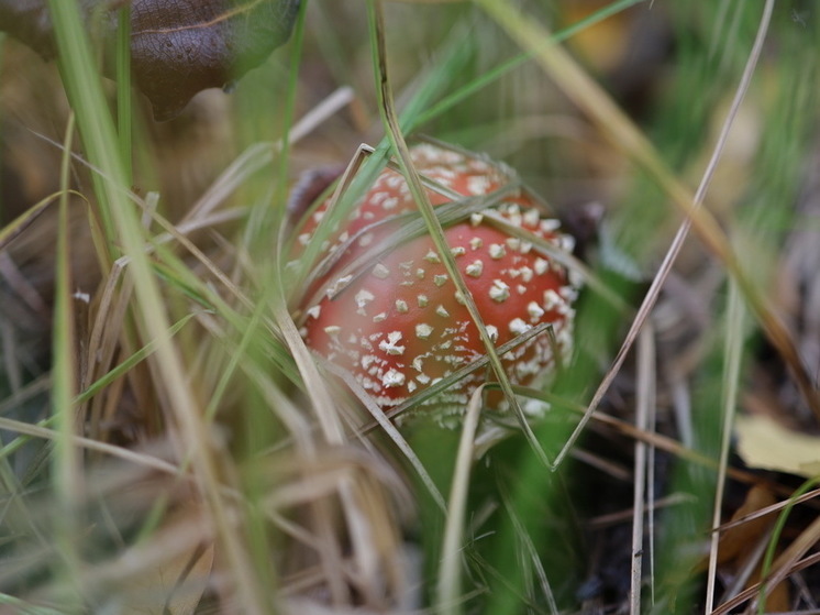 Миколог Вишневский назвал антропогенный фактор причиной отравления в Геленджике
