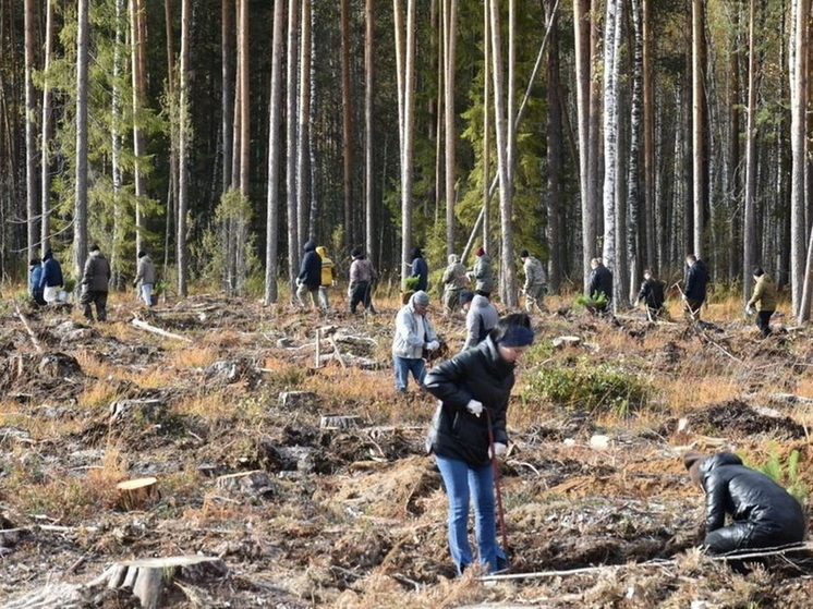 В 2024 году в Марий Эл высажено больше 316 тысяч деревьев