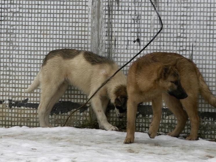 В Орехово-Зуеве мужчина избил пенсионерку, подкармливавшую кошек и собак