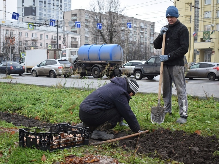 В ноябре на клумбы Иванова высадят 10 сортов тюльпанов