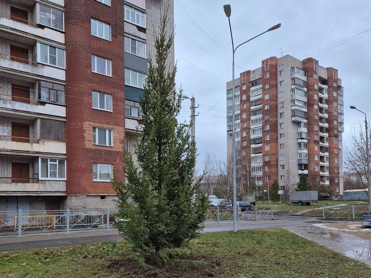 Новая елка появилась во дворе на Псковской, 8А  в Вологде