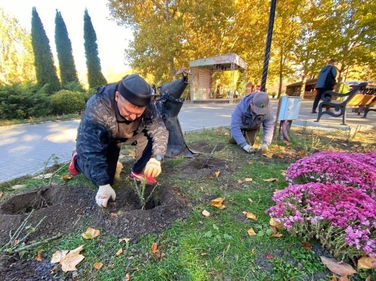 В парке Симферополя высадили 100 кустов роз