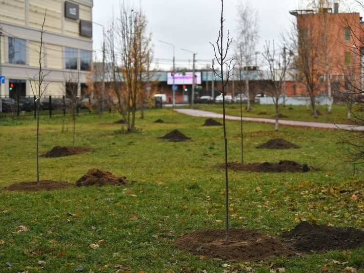 В Ярославле больше не будут сажать деревья и кусты