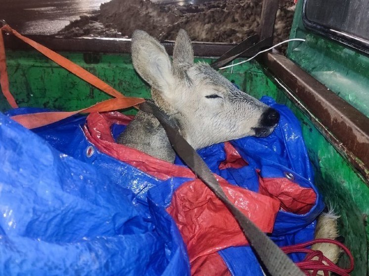 В Уфе борются за жизнь сбитой косули