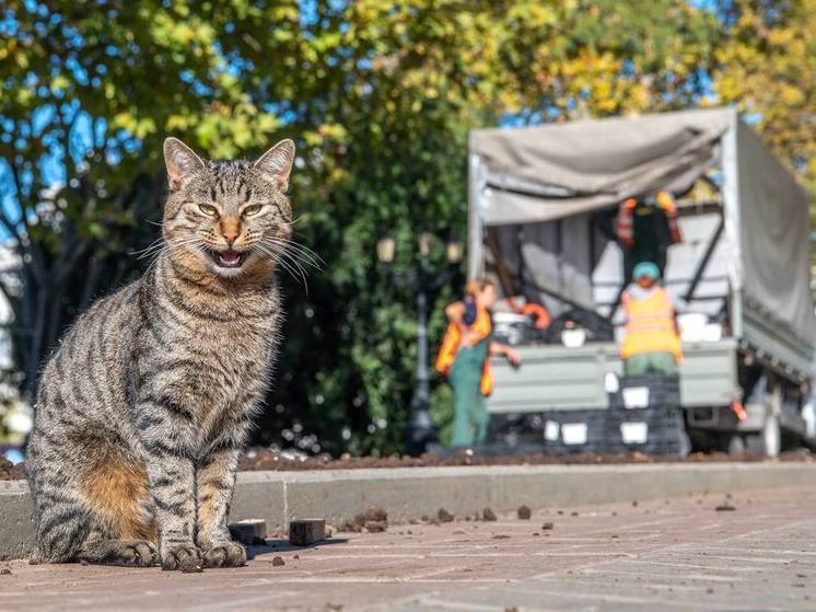 В Севастополе начали высаживать тюльпаны