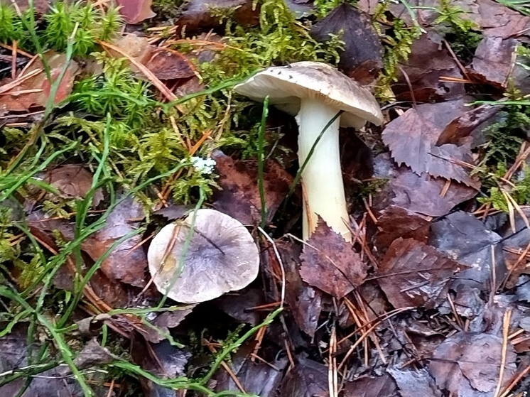 В Ярославской области продолжается пора грибов