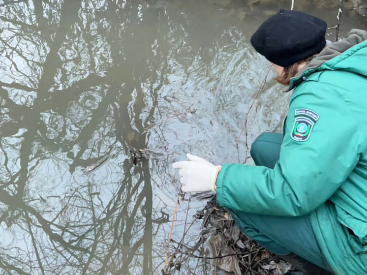 Причины мора рыбы на Лебяжьем под Казанью проверят экологи