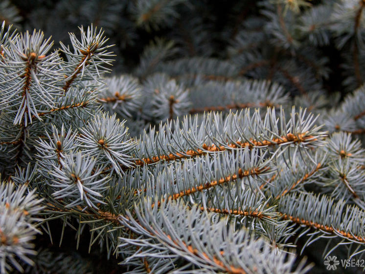 В Кузбассе полиция задержала членов «Кедровой» ОПГ